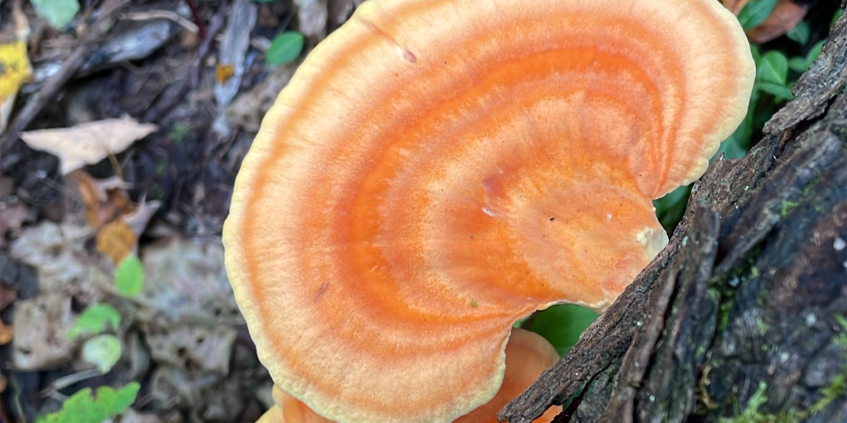 Bright orange mushroom called chicken of the woods